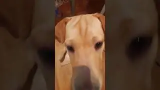 п