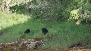 Cute Baby Bears