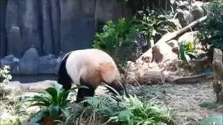 Adventures with Panda Jia Jia