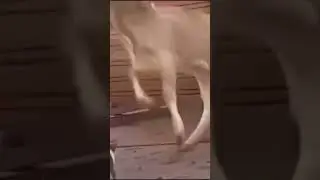Корова была в шоке от кота