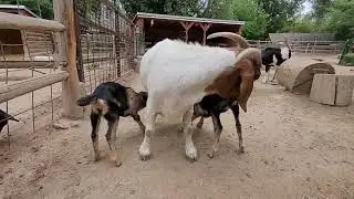 Confused goat is confused