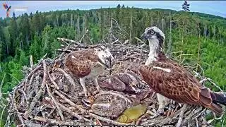 Eagle parents feeding their growing family
