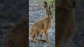 Зайцы - злые, кролики - добрые!