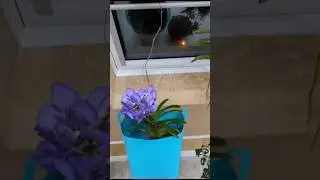 Vanda Orchid Care