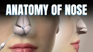 Lateral Wall of Nose: Vestibule, Choanae and Medial Septum - 