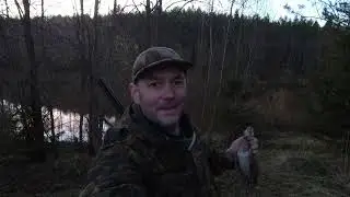 Охота на вальдшнепа Вологодчина