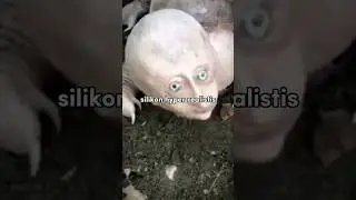 Hyper Armadillo: A terrifying creature that reportedly attacked farmers in India 