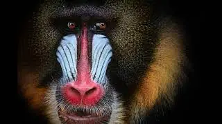 Les plus belles photos de singes #1 du monde