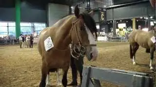 Caballo Criollo Argentino. Argentine Criollo Horse