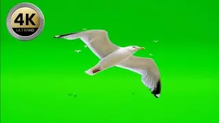 014 - Green Screen | Chroma Key | Animal 4K | seagull