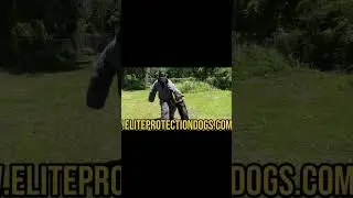 Elite Family and Personal Protection Dog : Off Leash Controll