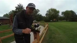 Vorona the Pied Crow recall training