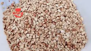 500kg/h peanut butter grinding machine test video - Whatsapp: +86 156 2421 6398