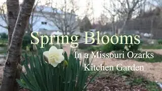 Spring Blooms and His Beautiful Ways Of Love