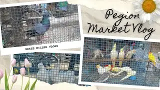 Best Pegion Market In Kolkata | Pegion Market Vlog | Galiff Street Best Pegion Market | Kolkata Vlog