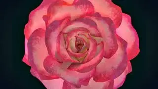 flower_loop
