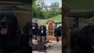 Where does your dog rank? 