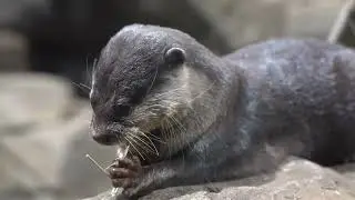 수달의 특징Discovering the Otter s World 1