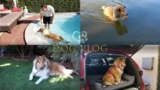 Dog Vlog: Встреча двух щенков колли // Meeting of two collie puppies
