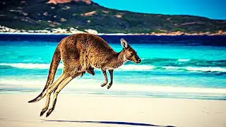 💚 Animals for Kids: Kangaroo, Shark, Fox, Rhino, Cat — ✅ SAVE THIS PLAYLIST