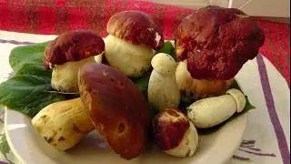 Боровик царь грибов