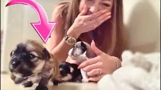EL video MÁS TIERNO con 4 PERRITOS BEBÉS! Mira LO QUE HICIERON!!