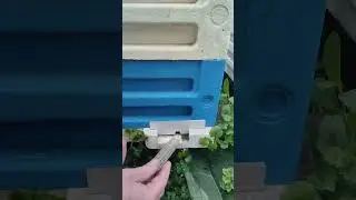 НЕПЛОДНУЮ МАТКУ СРАЗУ К ПЧЕЛАМ!!!