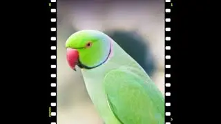 parrot