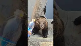 relax with wildlife animals #shorts #wildlife #animals #zoo #tiger #lion #otherwildlifeanimals