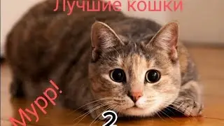 Лучшие кошки.1 сезон 2 серия.Праздничный выпуск.23.02.24