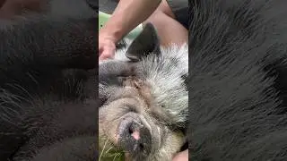 Sweet baby pig (3 years old…so still a toddler I guess)