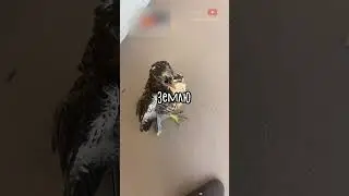 Спасение Жизни Ястреба ❤️ 