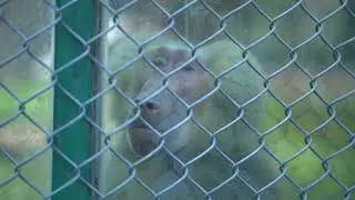funny monkey expressions