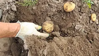 ☀️🥔КОПАЕМ КАРТОШКУ/САЖАЛИ ДВА ВЕДРА,А ВЫКОПАЛИ.....