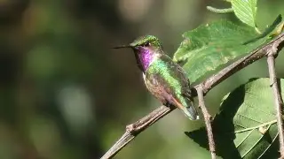 Bumblebee Hummingbird and its Call