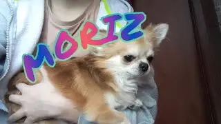 СОБАКА ЛЕОНА