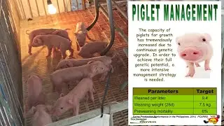 Pag-aalaga ng Biik | Basic Swine Raising Guide