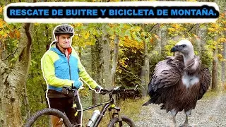 Buitre Leonado y Bicicleta de Montaña en Belagua.