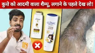 Best dog shampoo and bathing tips.