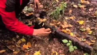 Bear Grylls Born Survivor  Chewy Sushi