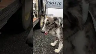 Não faria sentido sem ela🐶 Relatos da Recuperação