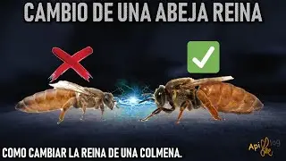 Como CAMBIAR LA REINA de una colmena, CAMBIO DE REINA, reina fecundada, Apicultura para principiante