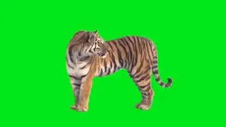 green screen tiger🐅🐆🐅🐯