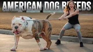 The 10 Best "MADE IN USA" Dog Breeds
