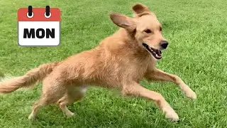 Why Golden Retrievers Are Craziest On Mondays