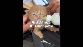 Vores dyreinternater mangler plejefamilier