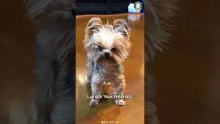 Yorkshire Terrier 🐶 Unconditional Love In A Petite Package!