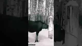 Лось, соль, солонец 2024