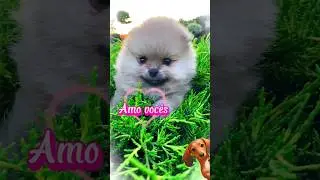 fofuchinha Lady