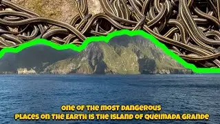 Forbidden Paradise: Unraveling the Secrets of Queimada Grande, One of the Most Dangerous Islands